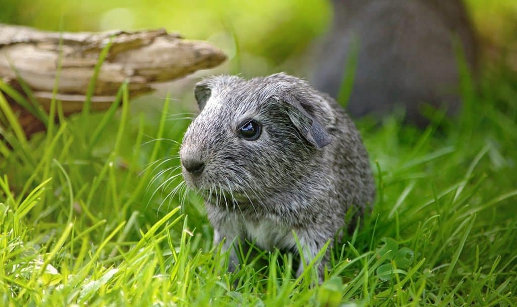 a cute gray guinea pig surrounded by grasses and wood