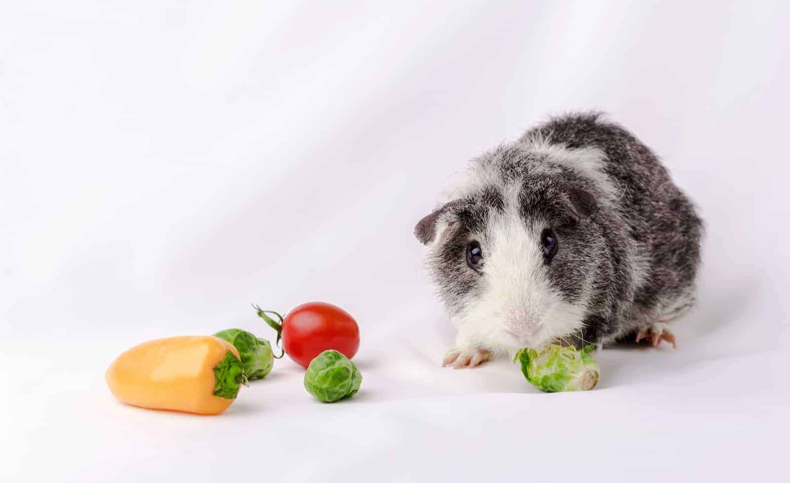 American teddy breed guinea pig on white fabric background eat vegetables.