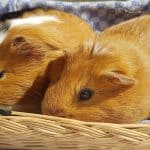 two brown guinea pigs on a basket