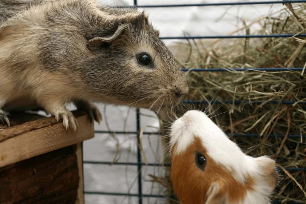 two guinea pigs smelling each other and seems fighting: why do guinea pigs bite each other?