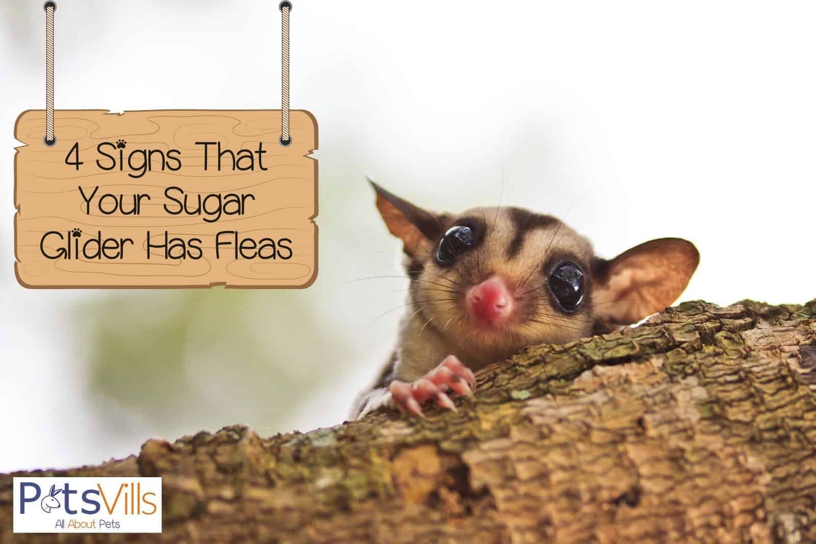 a sugar glider hiding on a branch of a tree: can sugar gliders get fleas?