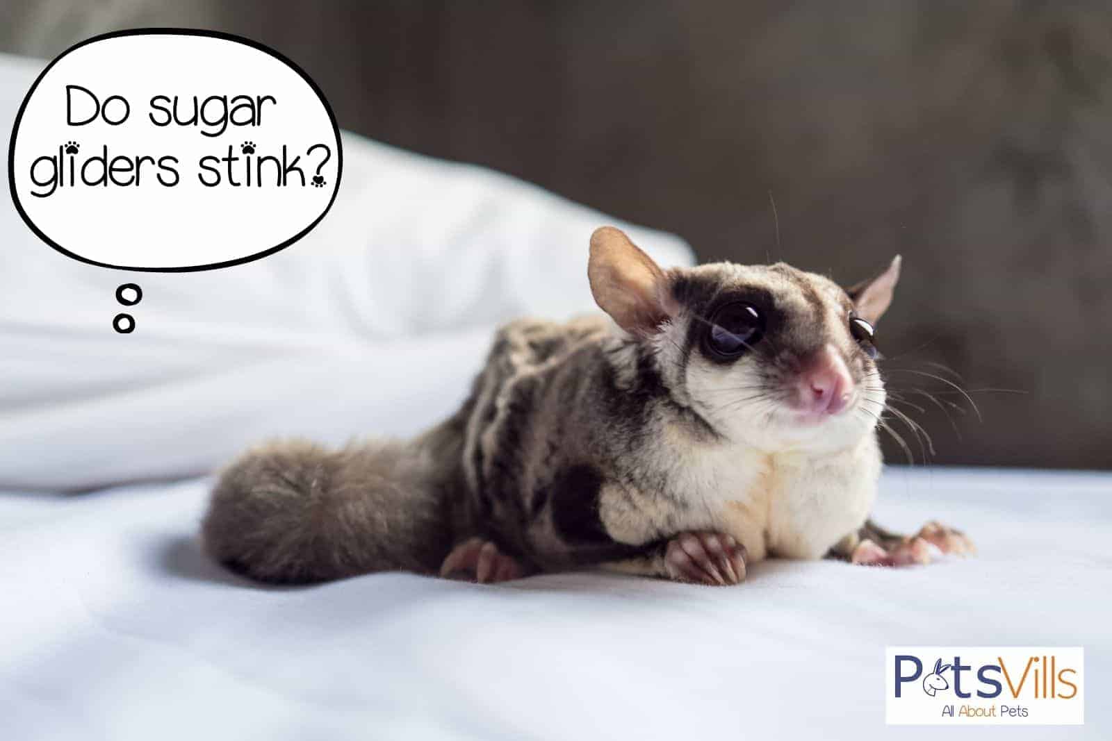 a sugar glider on top of a fluffy bed