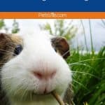 what you need to know about guinea pig size and weight with a guinea pig chewing flowers