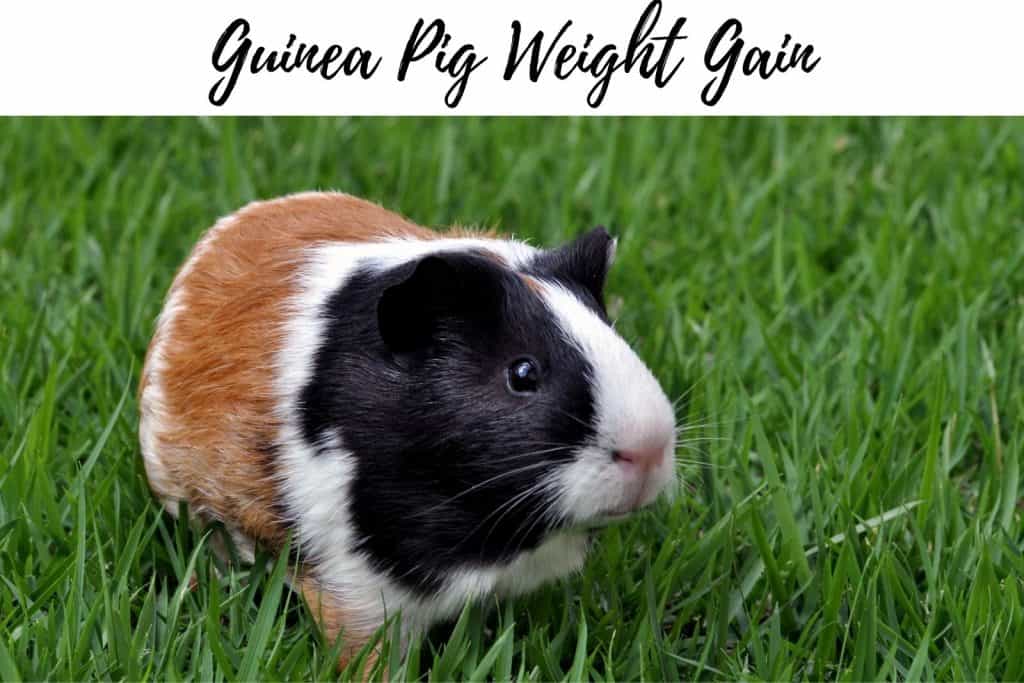 guinea pig surrounded by grasses