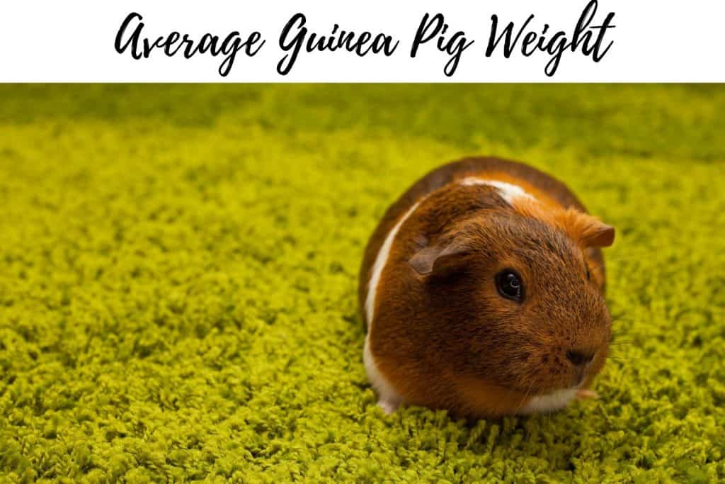 an adorable brown guinea pig standing on top of a yellow carpet