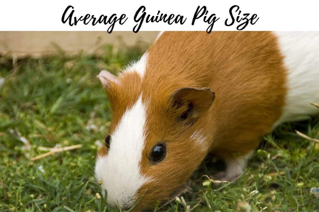 a guinea pig smelling grasses