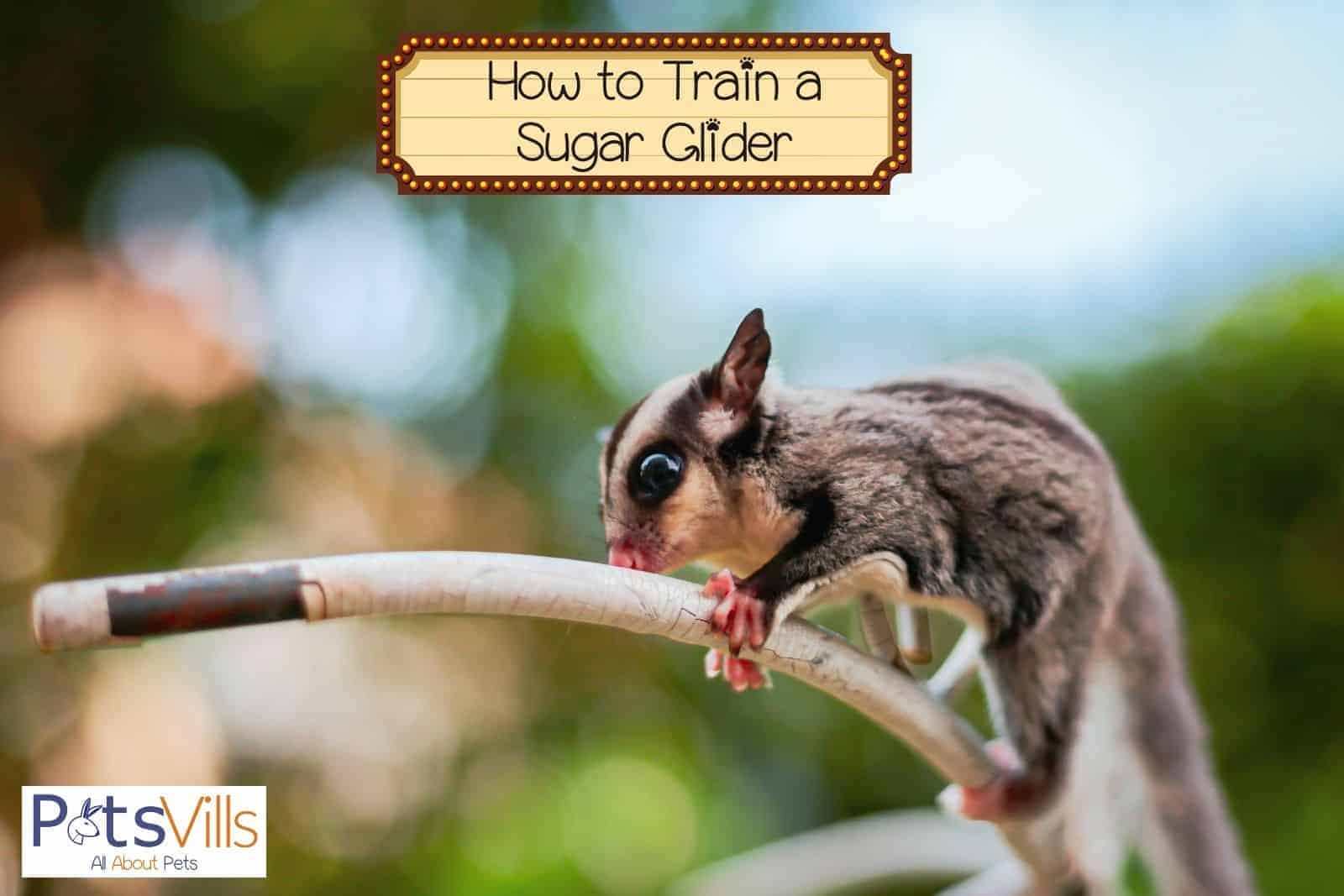 How to Train a Sugar Glider (Detailed Guide with 4 Methods)