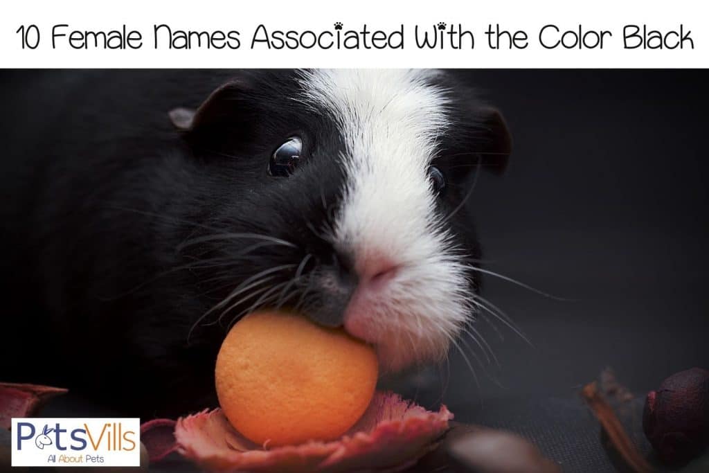 black and white guinea pig with a name for black and blonde guinea pigs