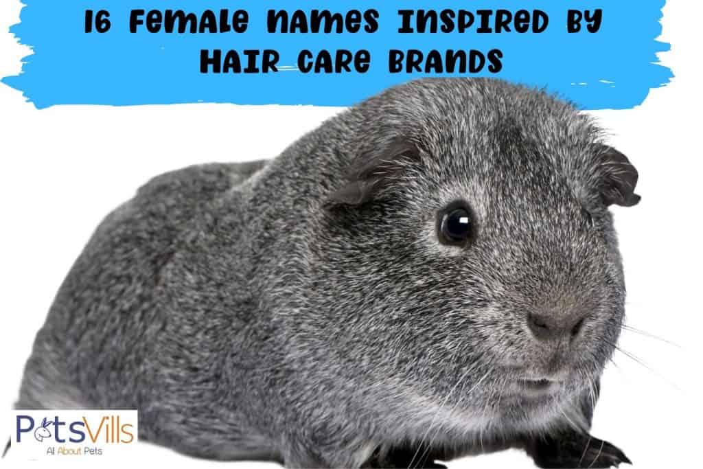gray guinea pig with name inspired by hair care brands