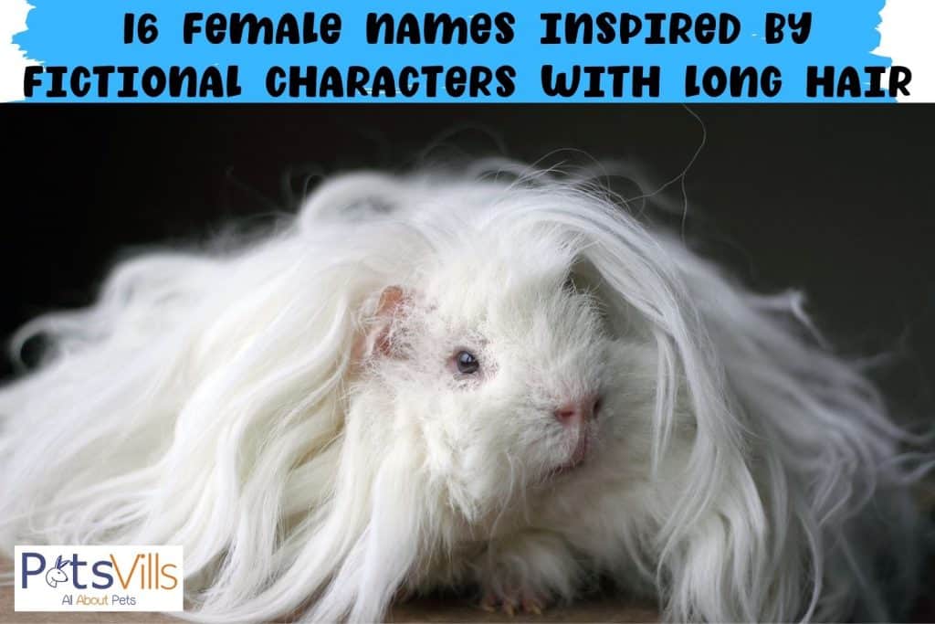 white guinea pig with very long hair
