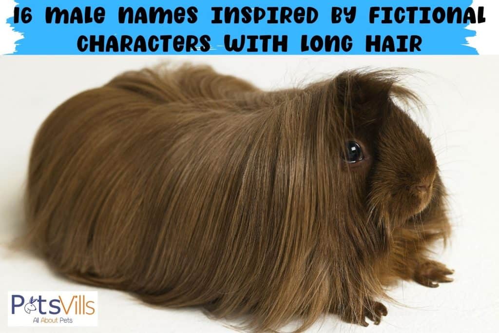 brown long haired guinea pig