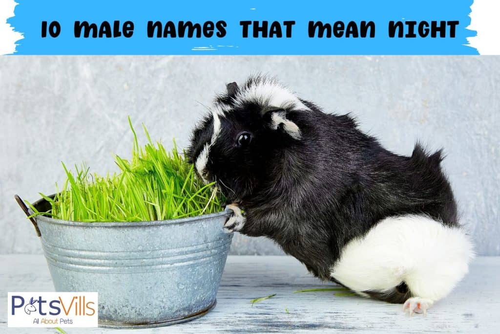 black and white guinea pig eating grasses