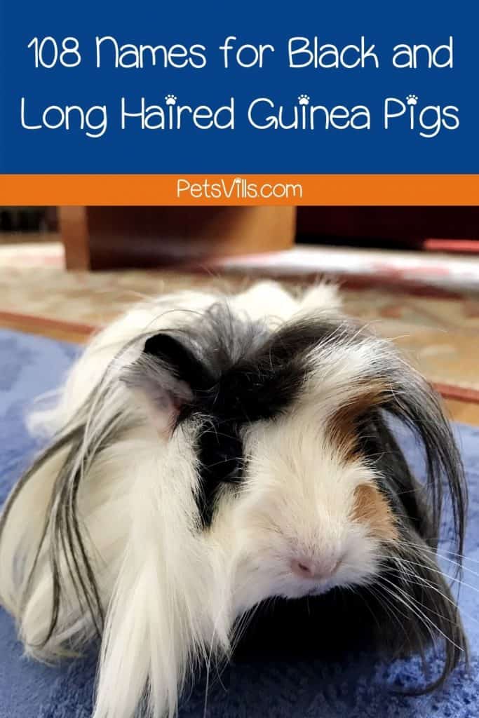 a long-haired cavy with text reading 