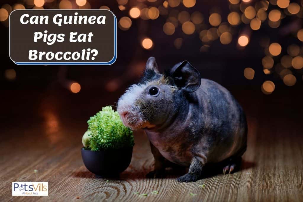 A bald guinea pig beside a broccoli. Can guinea pigs eat broccoli?