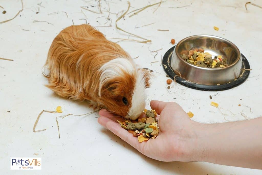 a hand feeding feeds to a hairy guinea pig