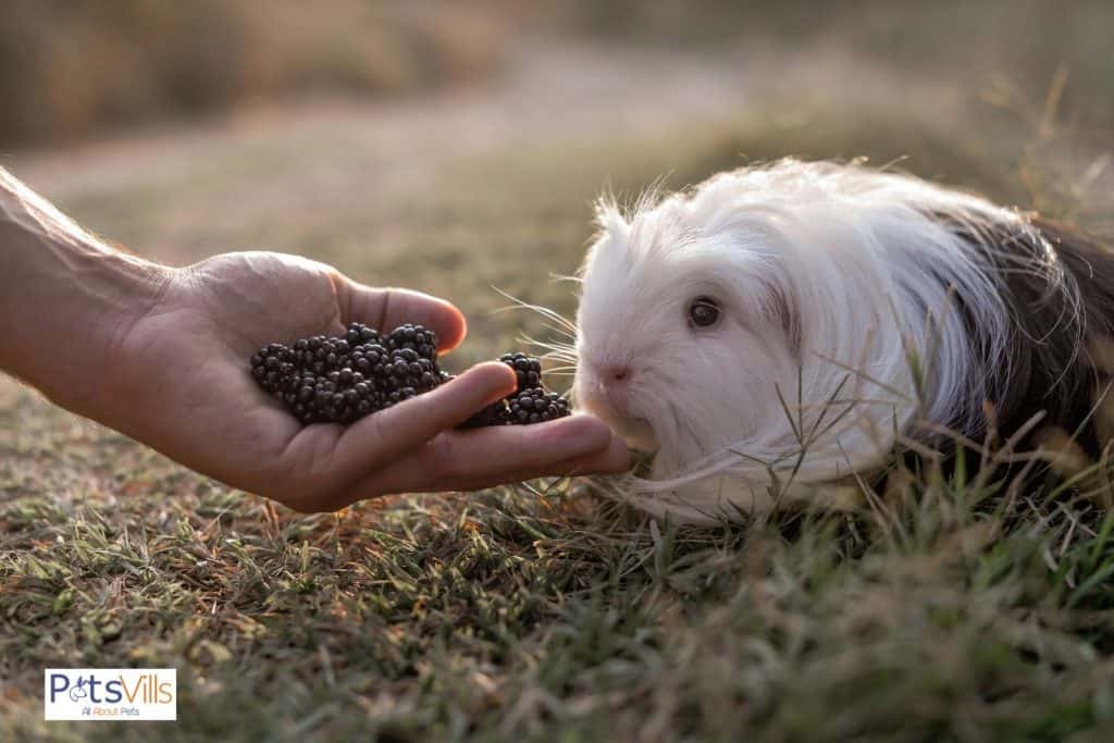 white guinea being fed with berries