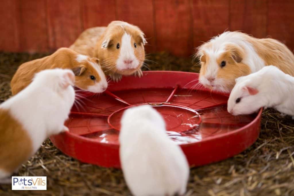 family of guinea pigs drinking water