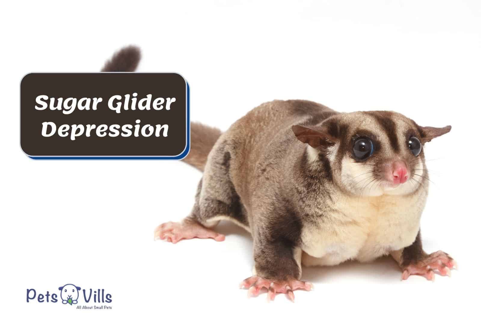Sugar Glider Depression: 8 Important Warning Signs to Know
