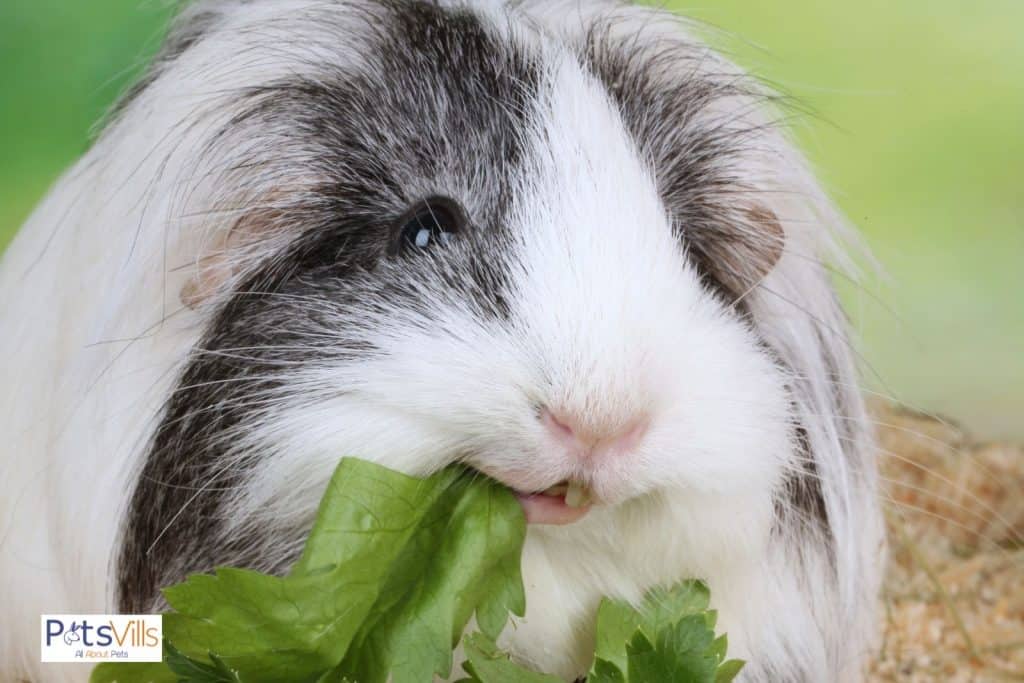a happy guinea pig eating spinach