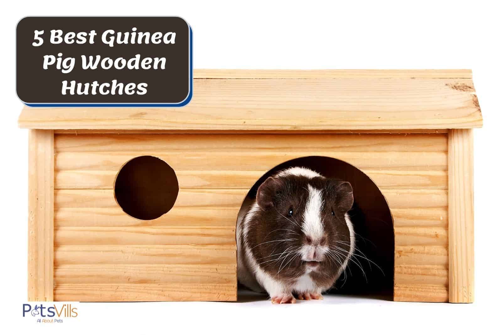 a black and white cavy inside a guinea pig wooden hutch
