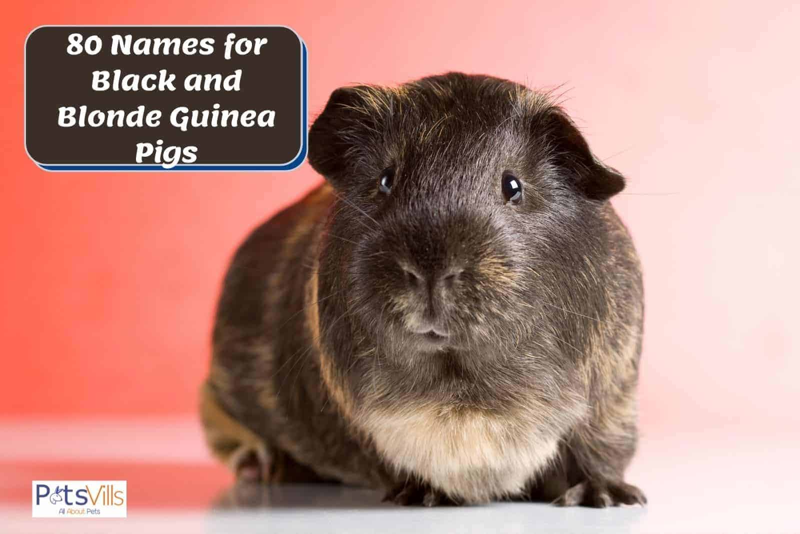 a cute black and blonde cavy suitable with any names for black and blonde guinea pigs