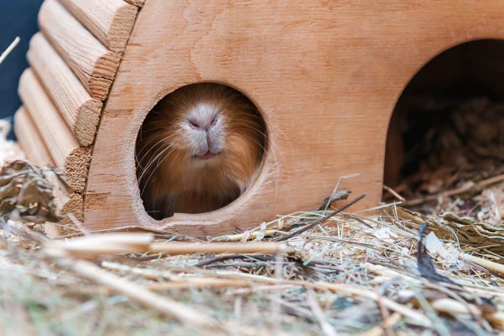 guinea pig hiding inside his hutch