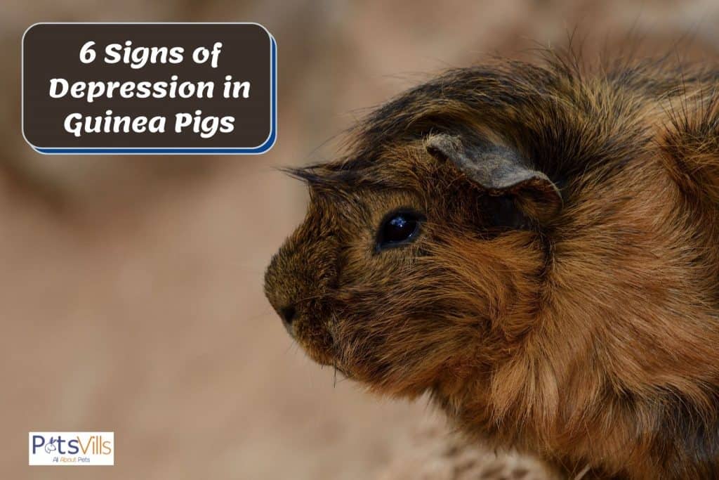 a brown guinea pig who looks depressed