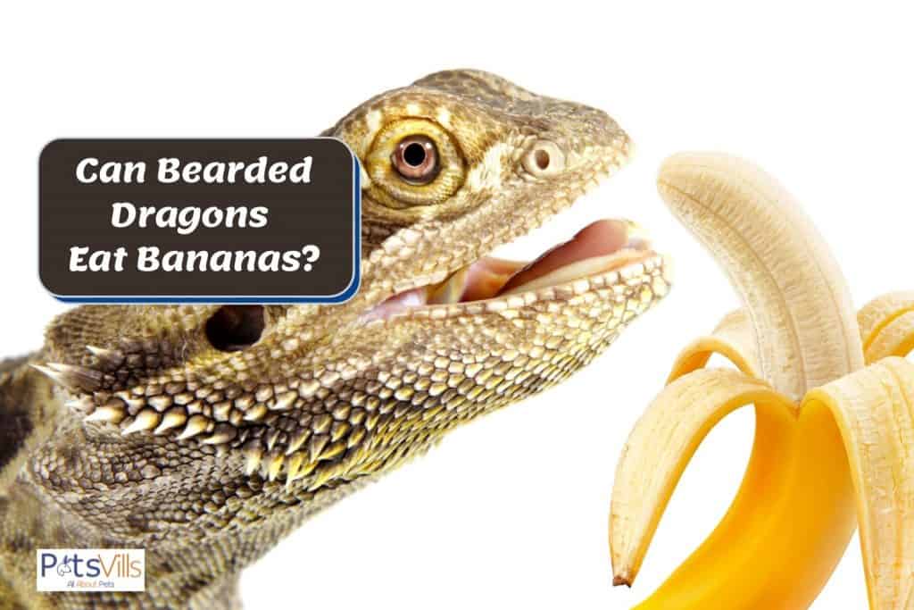 a bearded dragon about to eat a banana but can bearded dragons eat bananas?
