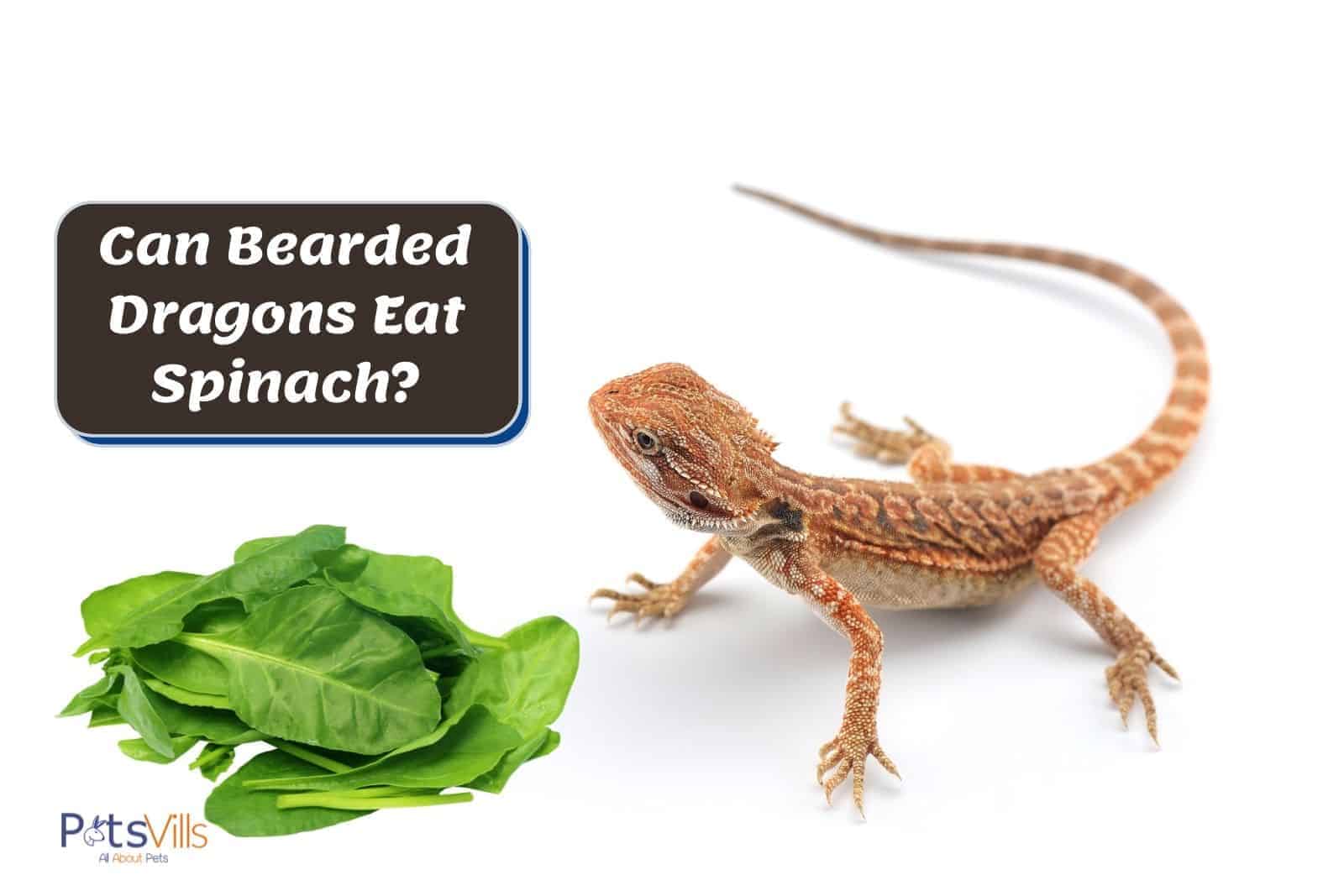 bearded dragon walking towards spinach. can beaded dragons eat spinach?