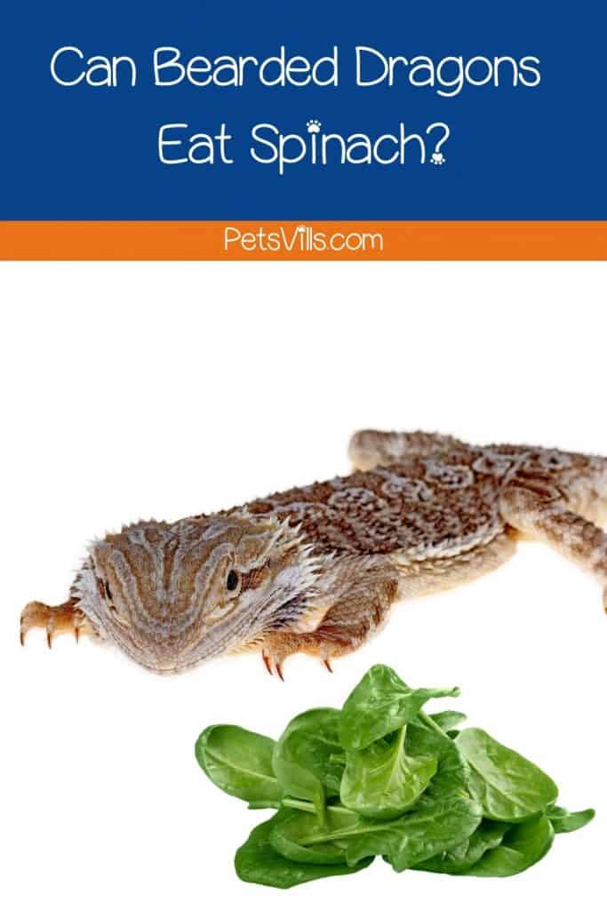 bearded dragon and spinach
