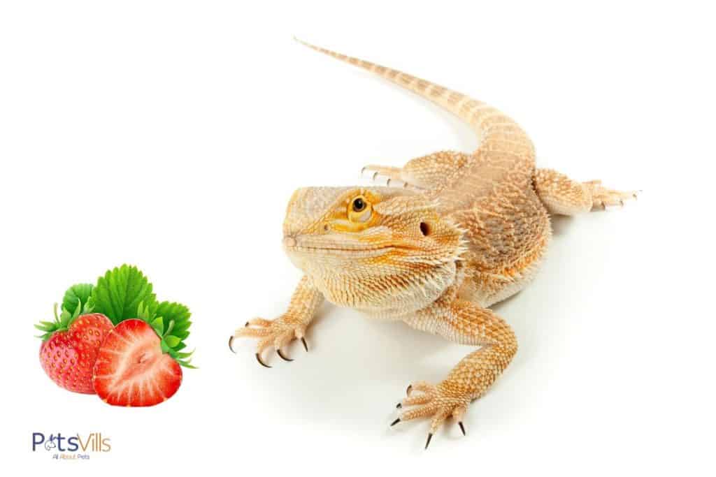 bearded dragon and 2 pieces of strawberries: can bearded dragons eat strawberries safely?