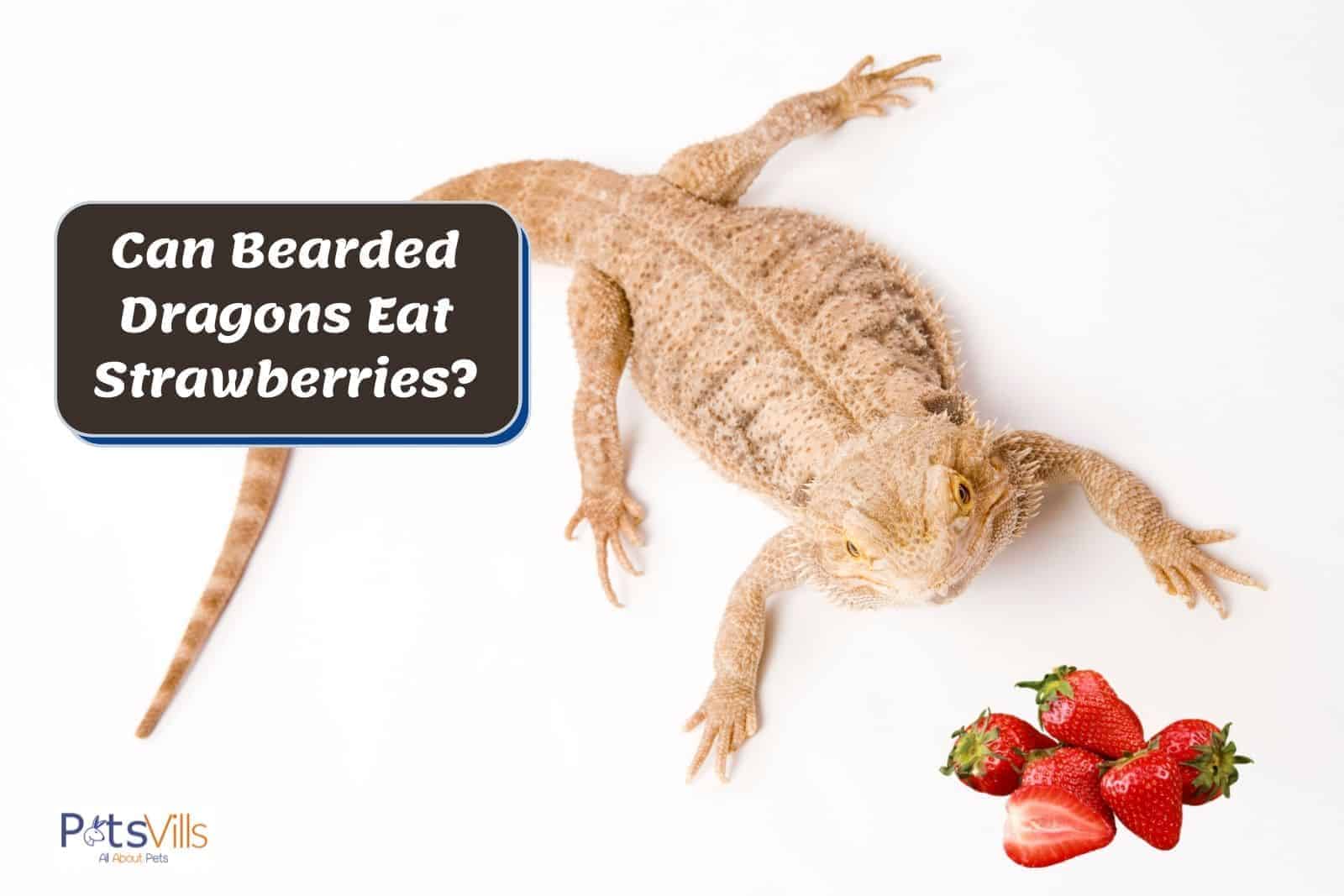 brown bearded dragon and fresh strawberries: can bearded dragons eat strawberries?