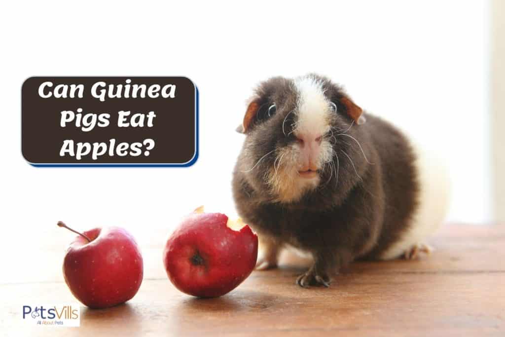 a cute guinea pig with two red apples in front. can guinea pigs eat apples?