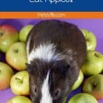 a black and white cavy surrounded by green apples but can guinea pigs eat apples?