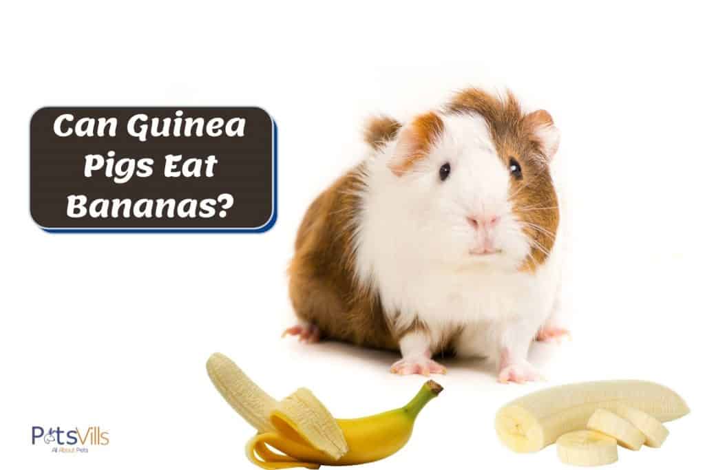 A brown and white guinea pig staring at the peeled bananas. Can guinea pigs eat bananas?