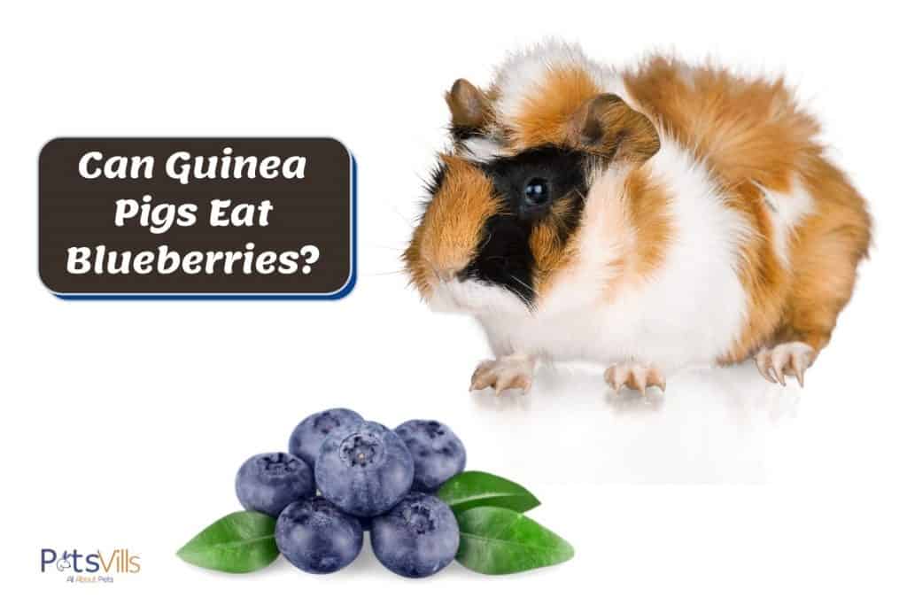 guinea pig in front of blueberries: can guinea pigs eat blueberries?