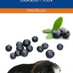 blueberries and guinea pig: can guinea pigs eat blueberries?