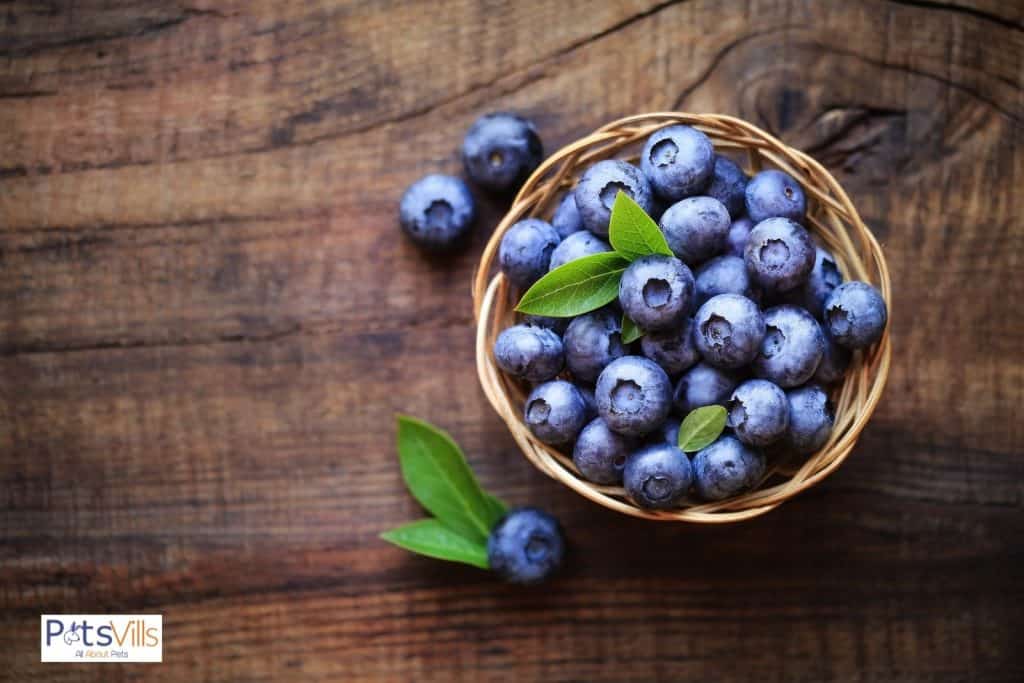 fresh blueberries