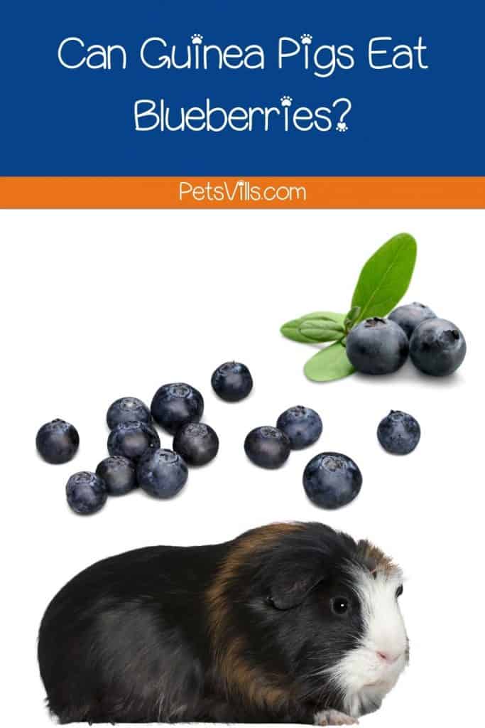 blueberries and guinea pig: can guinea pigs eat blueberries?