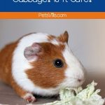 guinea pig chewing a cabbage but can guinea pigs eat cabbage safely?