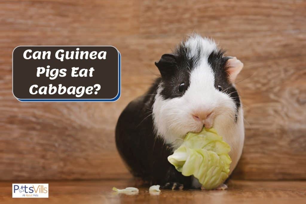a black and white cavy eating a cabbage but can guinea pigs eat cabbage everyday?