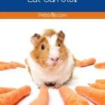 guinea pig surrounded by carrot. can guinea pigs eat carrots?