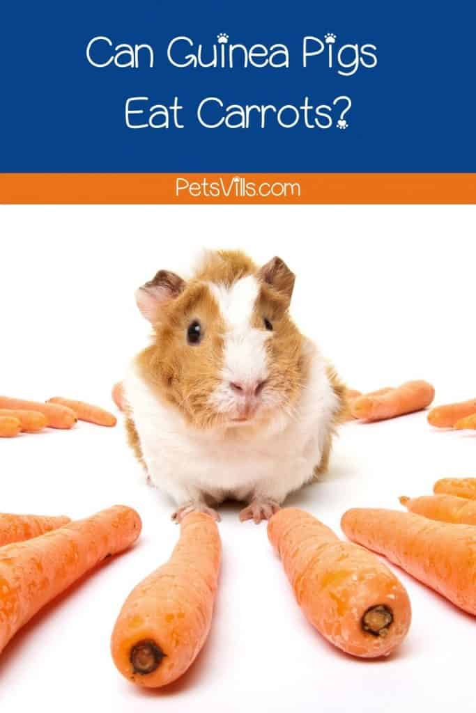 guinea pig surrounded by carrot. can guinea pigs eat carrots?