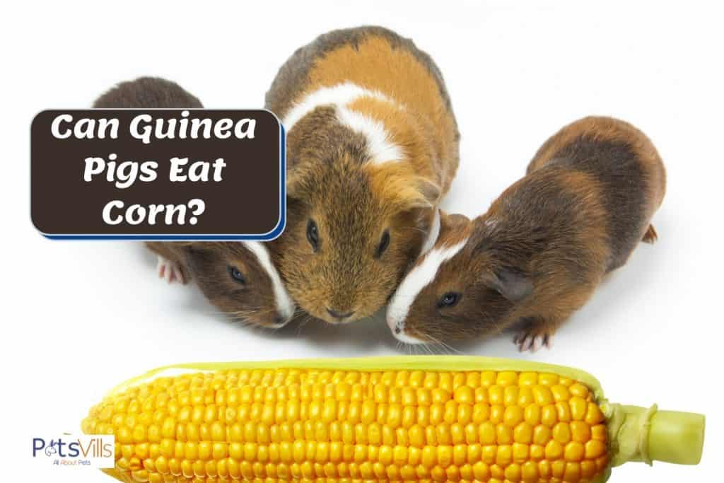 three guinea pigs smelling a corn but can guinea pigs eat corn?
