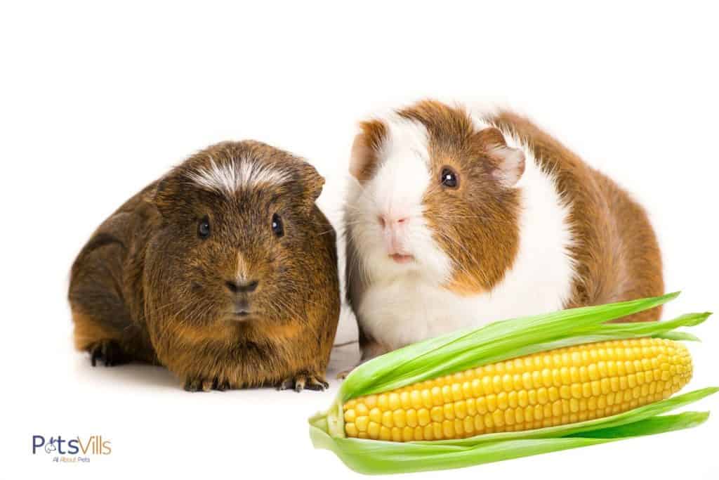 two cavies and a fresh corn. can they eat a corn?