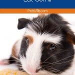 a cavy smelling a corn but can guinea pigs eat corn?