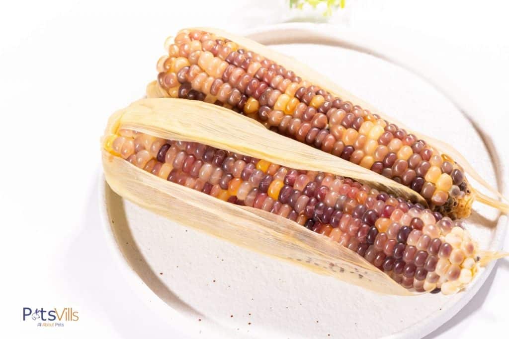 cooked corn on a plate