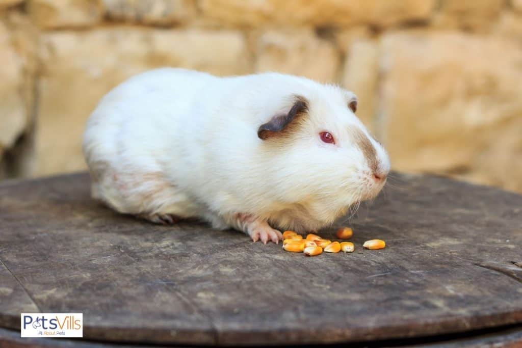 white guinea pig in front of few pieces of cracked corn