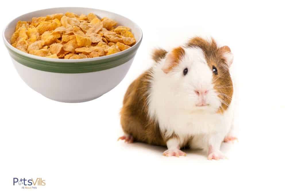 guinea pig with a bowl of corn flakes