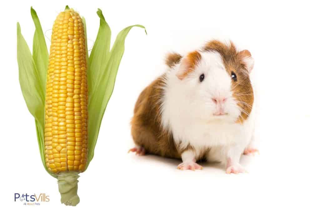 a guinea pig staring at the corn on cob beside him but is corn safe for guinea pigs?